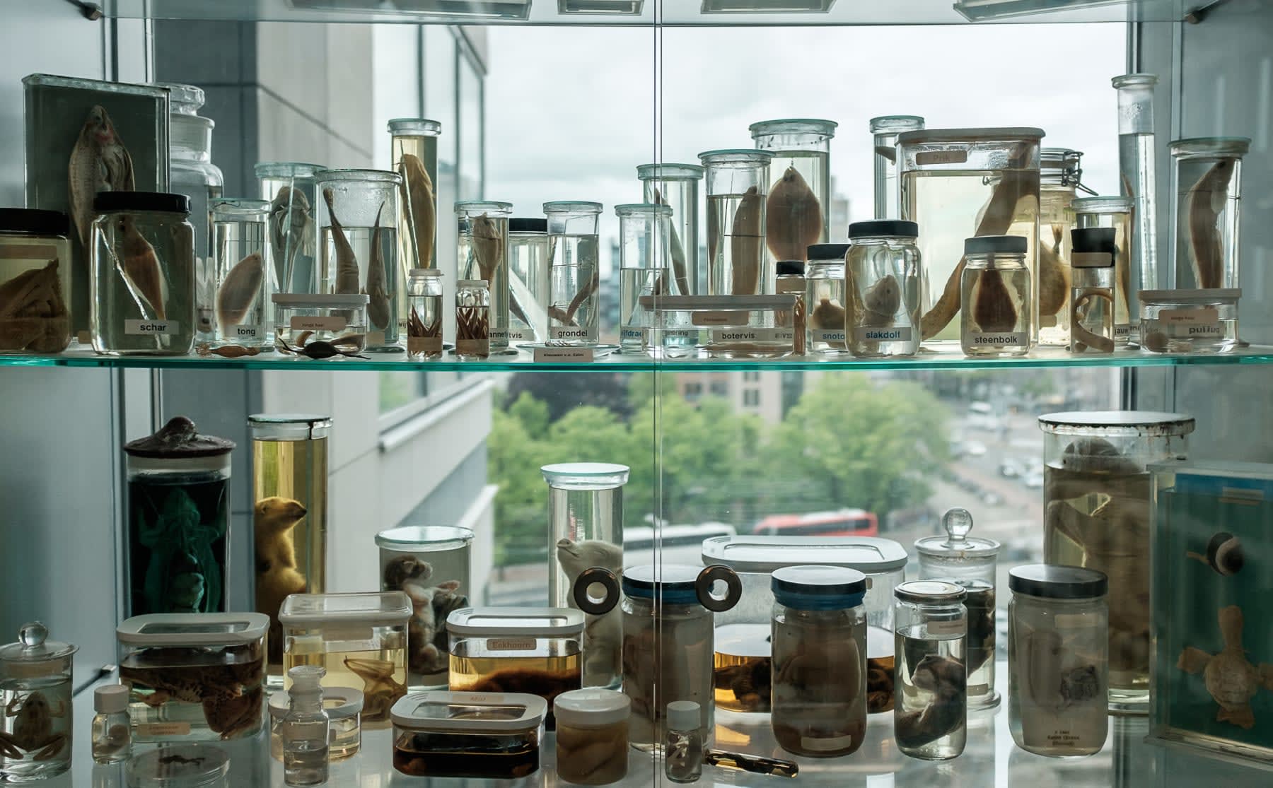 dinovoedsel-en-versteende-bliksemschichten-dit-staat-er-in-de-biologievitrine-image Dinovoedsel en versteende bliksemschichten: dit staat er in de biologievitrine