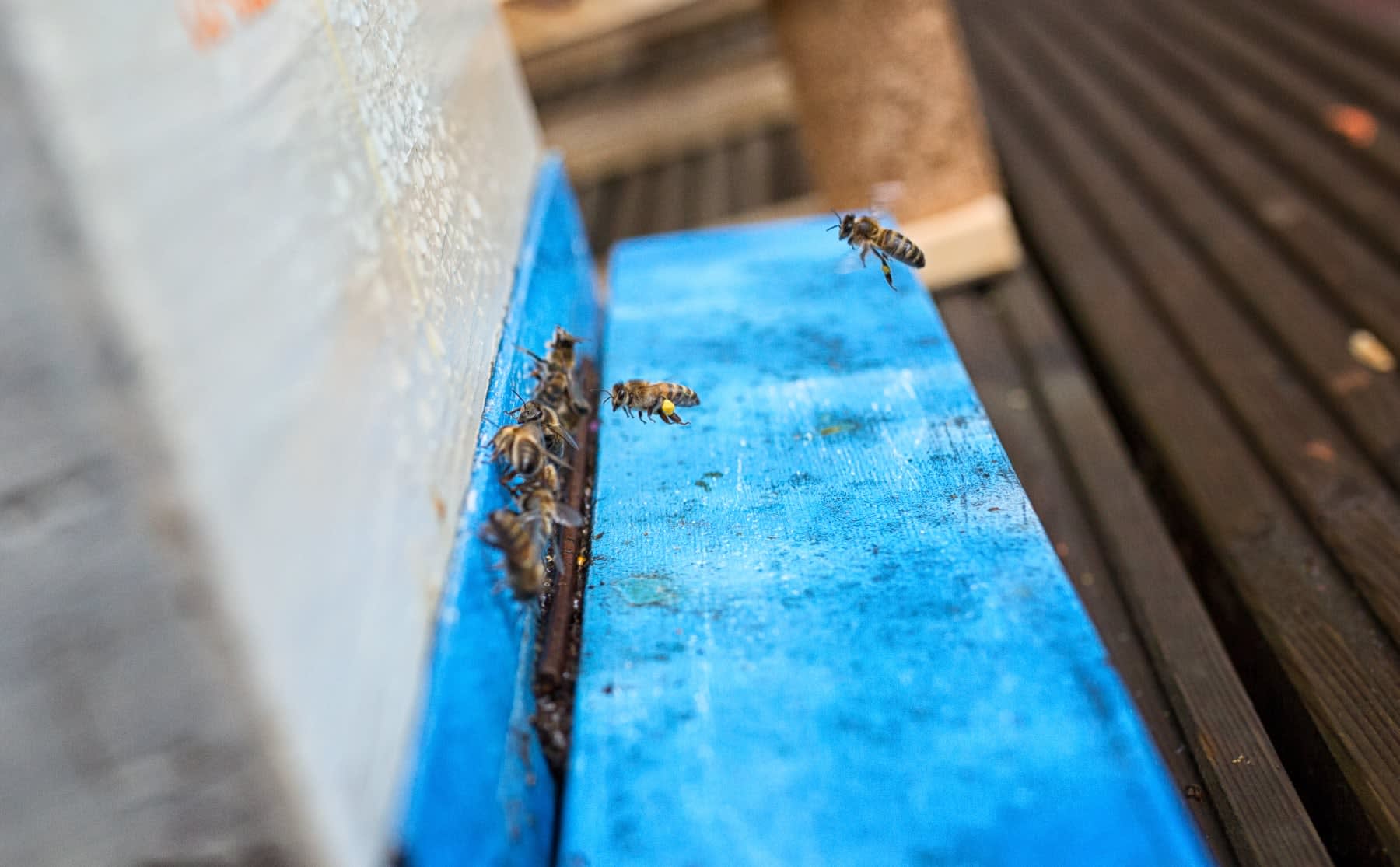 deze-bijen-wonen-op-de-hva-en-studenten-gaan-veel-van-hen-leren-image Deze bijen wonen op de HvA en studenten gaan veel van hen leren