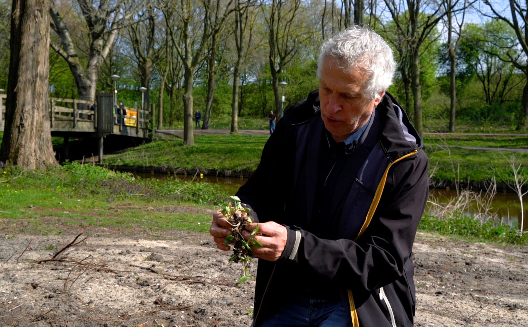 Een wolzwevertje en eetbaar koolzaad: dit bloeit en vliegt er rondom het Nicolaes Tulphuis
