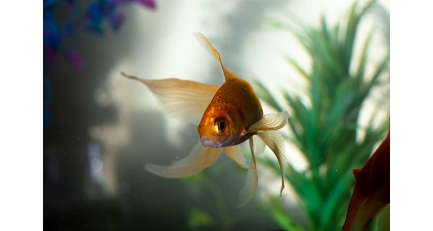 The attention span of a goldfish lasts nine seconds, the human one eight seconds. Image copyright: Imso Gabriel