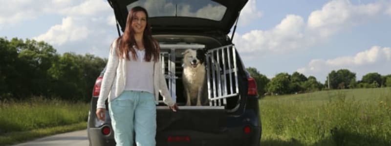 Here is how to travel safely with your dog in the car Take your dog with you in the car - in a safe way