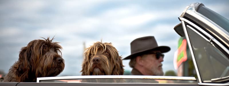 Mit bester Sorge für Ihren Hund und Schutz: das sind die besten Transportmöglichkeiten