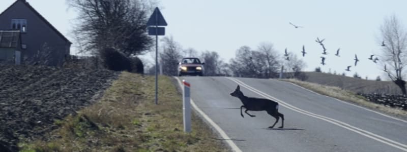 Dyr på vejen foran bil Vildt dyr løber over vej