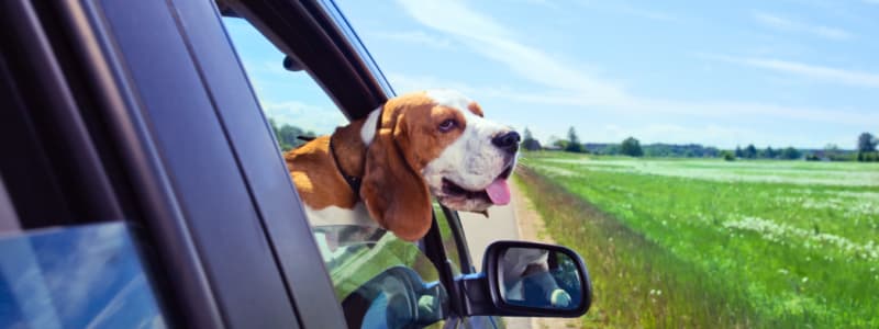 Bassethund med hovedet ud af bilvindue Sommervejr og bil med hund, der stikker hovedet ud