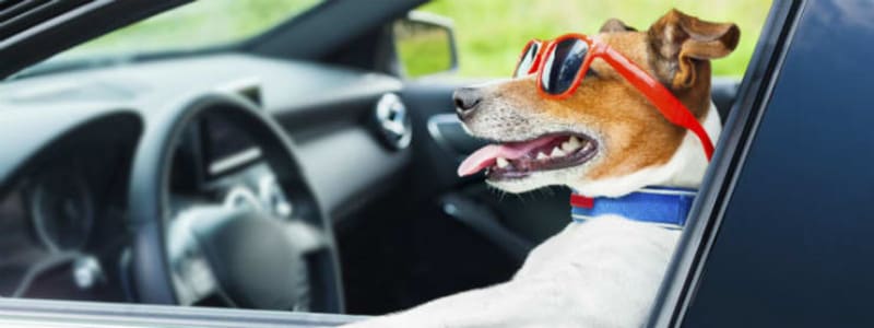 Hund med solbriller kører bil Det skal du tænke på, når du har hunden med i bilen