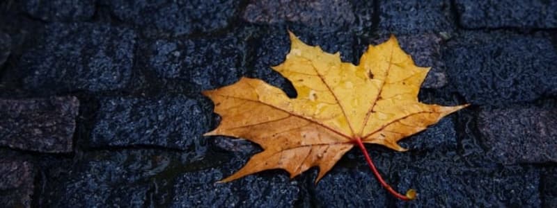 Efterårsblad på vej Husk at gøre din bil klar til efteråret