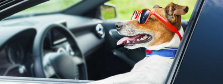 So sicherst du deinen Hund im Auto