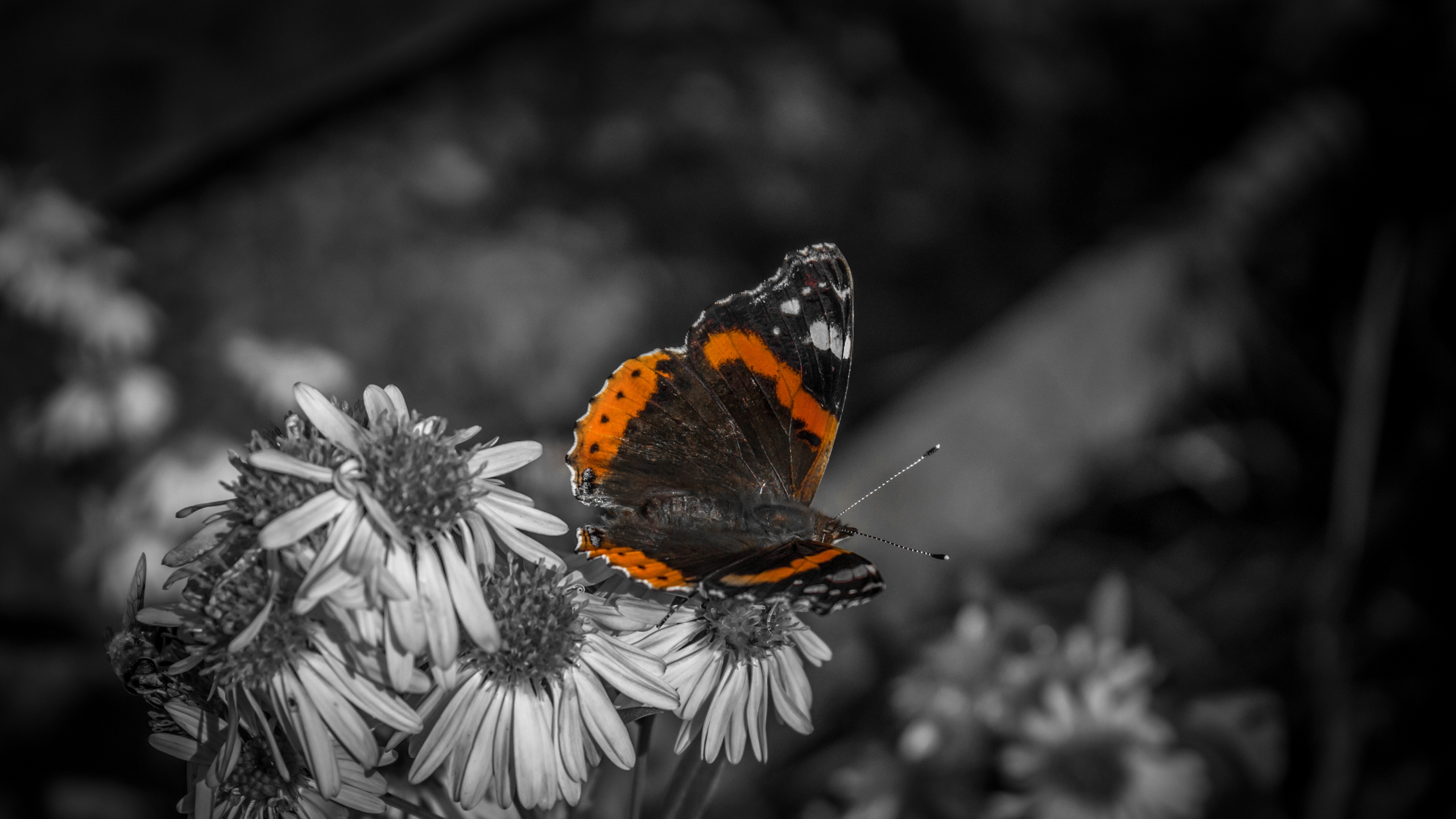 Le 25 eme Papillon