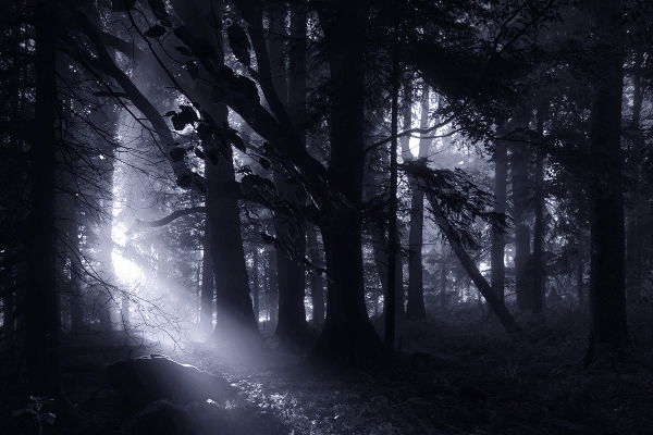 La Forêt des Morts