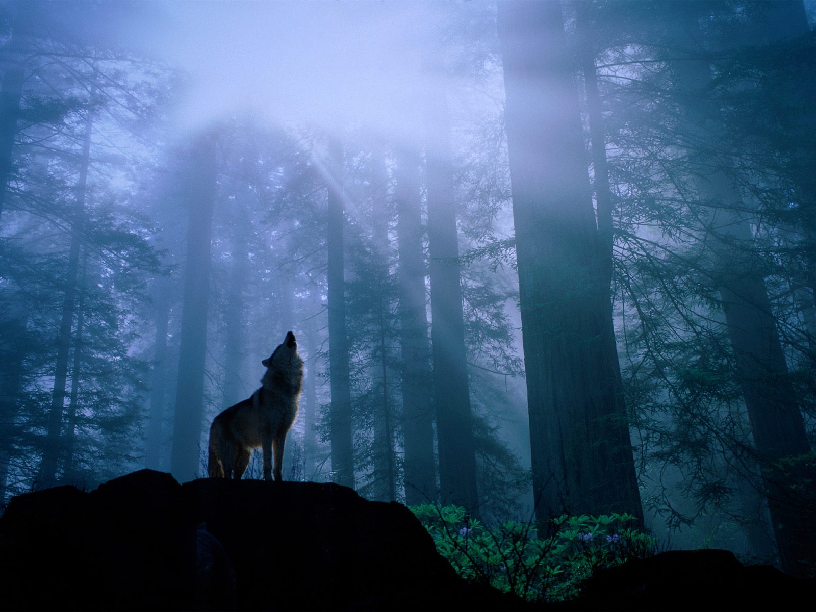 Survivre aux loups