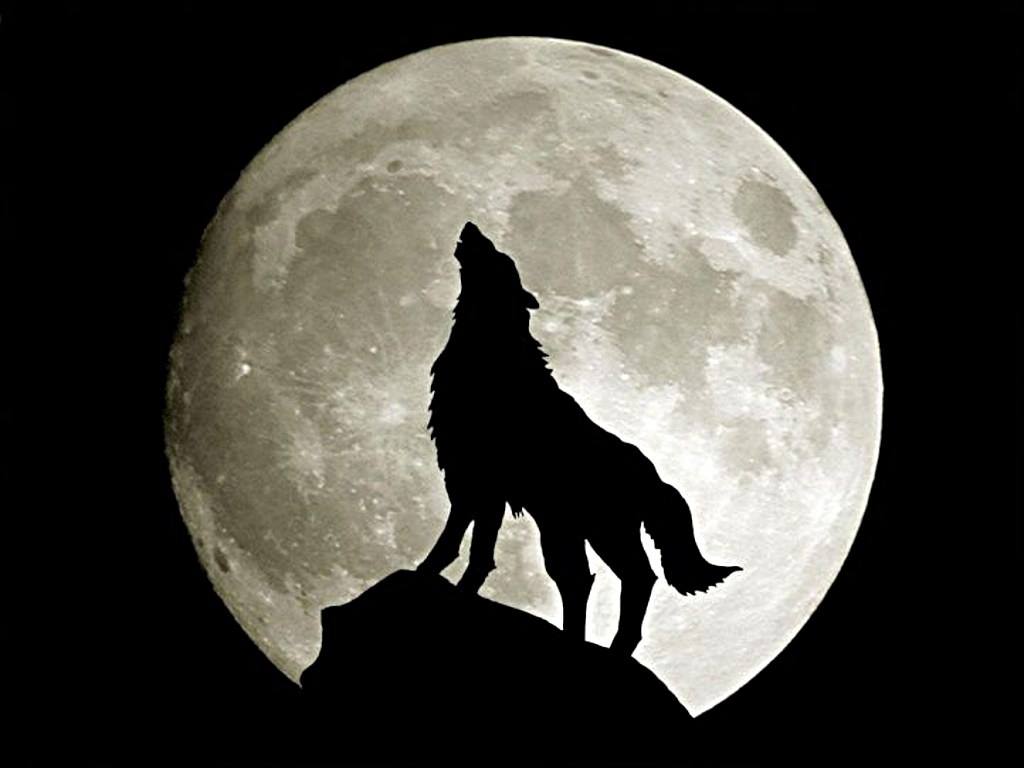 Moonlight Shadows