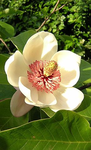 Le coeur d'Elise