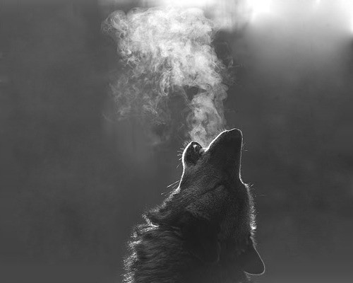 La louve vengeresse.