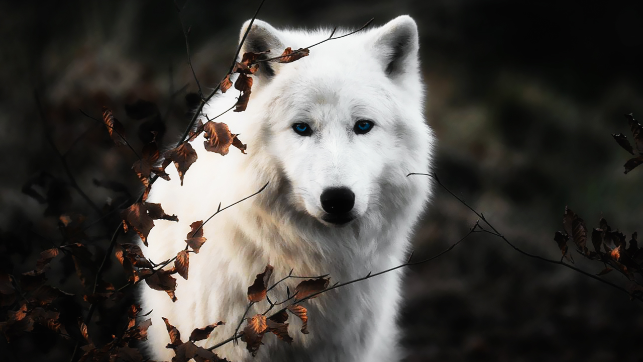 The Last Wolf