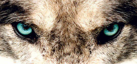 Coeur de Loup