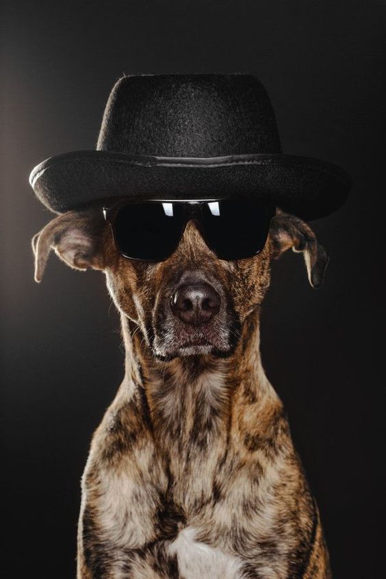 El' A Du Chien