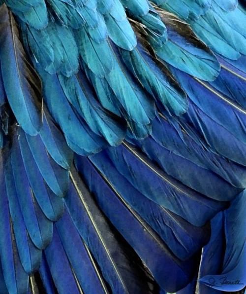 Ligalus ou la fille tombée du ciel