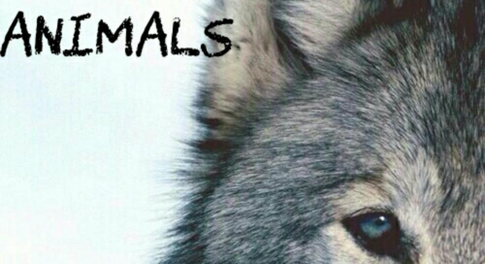 Animals