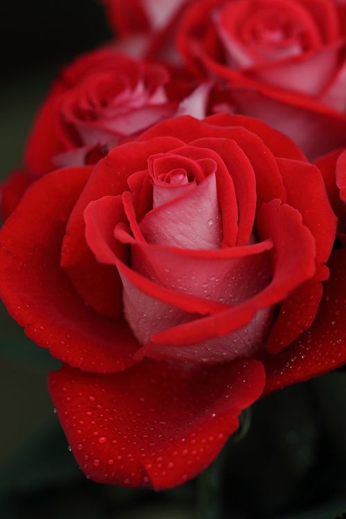 Rose rouge et bleu Marine