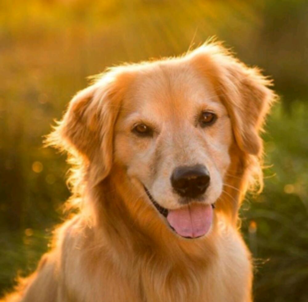 Ma vie de chien