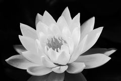 L'ascenceur