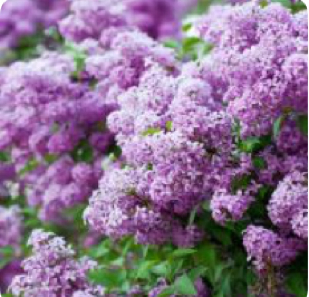 Les fleurs de Lila