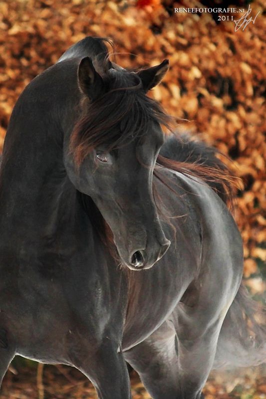 Hippique