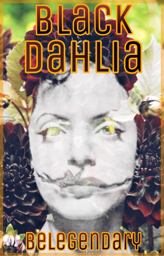 Black Dahlia