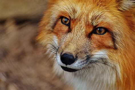 La flûtiste et le renard