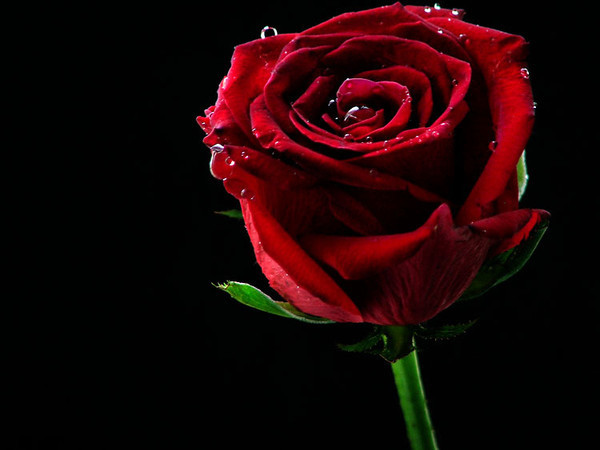 La rose écarlate.