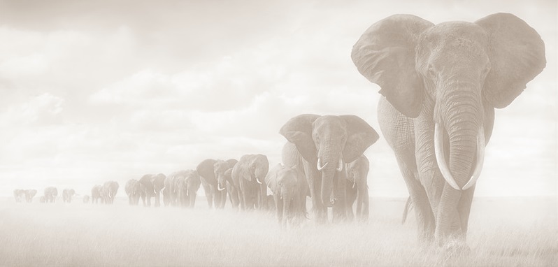 L'Eléphant blanc
