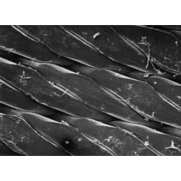 メルク ミリポア ポリプロピレンネットフィルター 100枚 PP4504700