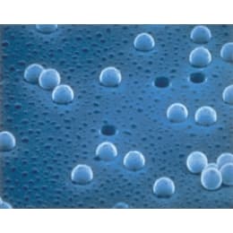 サイクロポアメンブレン PC Φ47mm 0.4μm 10417712 100枚