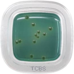 ぺたんチェック®DD 20枚 TCBS寒天培地 PD0013 20枚入
