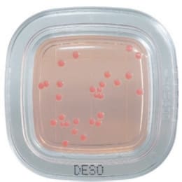 ぺたんチェック®DD 20枚 デスオキシコーレイト培地 PD0003 20入