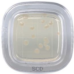 ぺたんチェック®DD 20枚 SCD寒天培地 PD0023 20枚入
