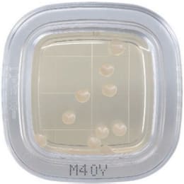 ぺたんチェック®DD 20枚 M40Y寒天培地 PD0021 20枚入