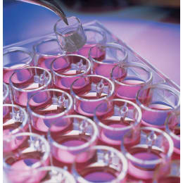 メルク ミリポア ミリセルセルカルチャーインサート 24well 50個 PIXP01250