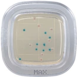 ぺたんチェック®DD 20枚 MAX寒天培地 PD0007 20枚入