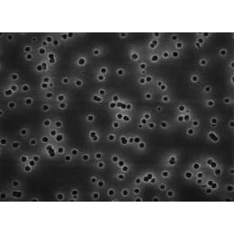 メルク ミリポア アイソポア 100枚 TCTP04700