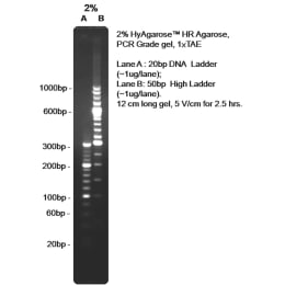 ハイアガロース HR-PCR 粉末 100g