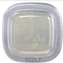 ぺたんチェック®DD 20枚 SCDLP寒天培地 PD0024 20枚入