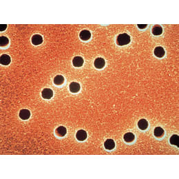 サイクロポアメンブレン PC Φ47mm 0.4μm 10417712 100枚