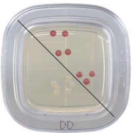 ぺたんチェック®DD 20枚 寒天培地 PD0001 20入
