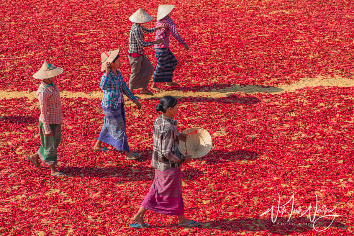 Red Chillies — View 03
