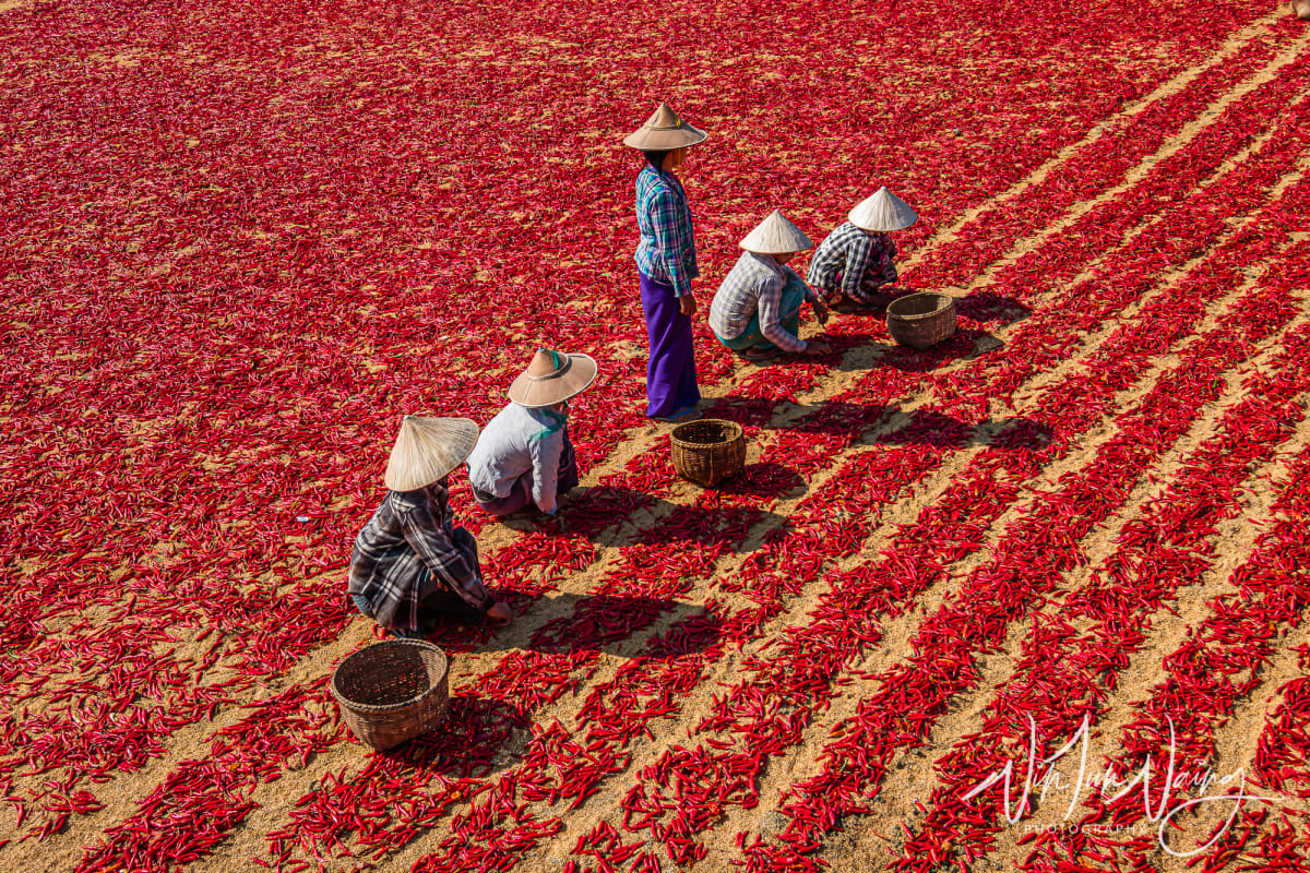 Red Chillies — View 09