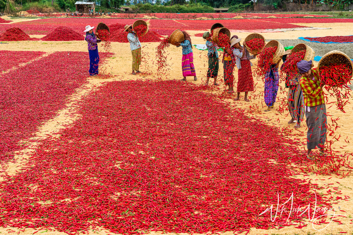 Red Chillies — View 02