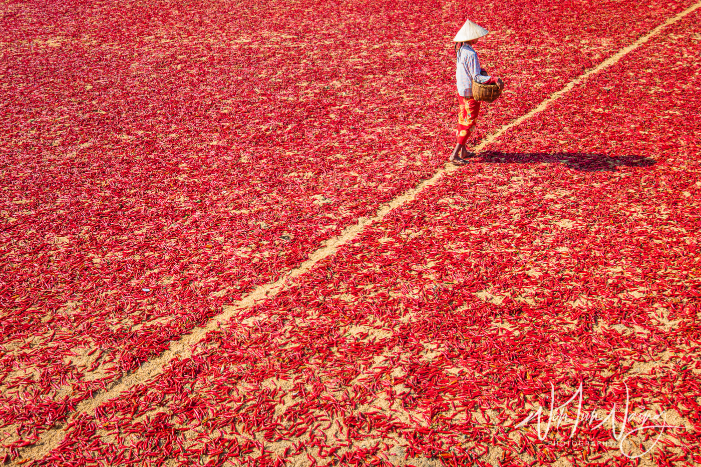 A Worker in Chilli Field