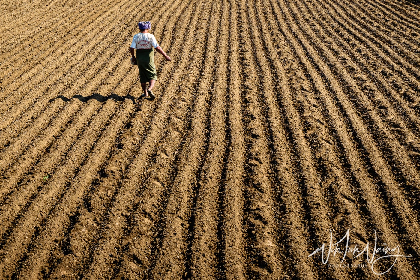 The Sower