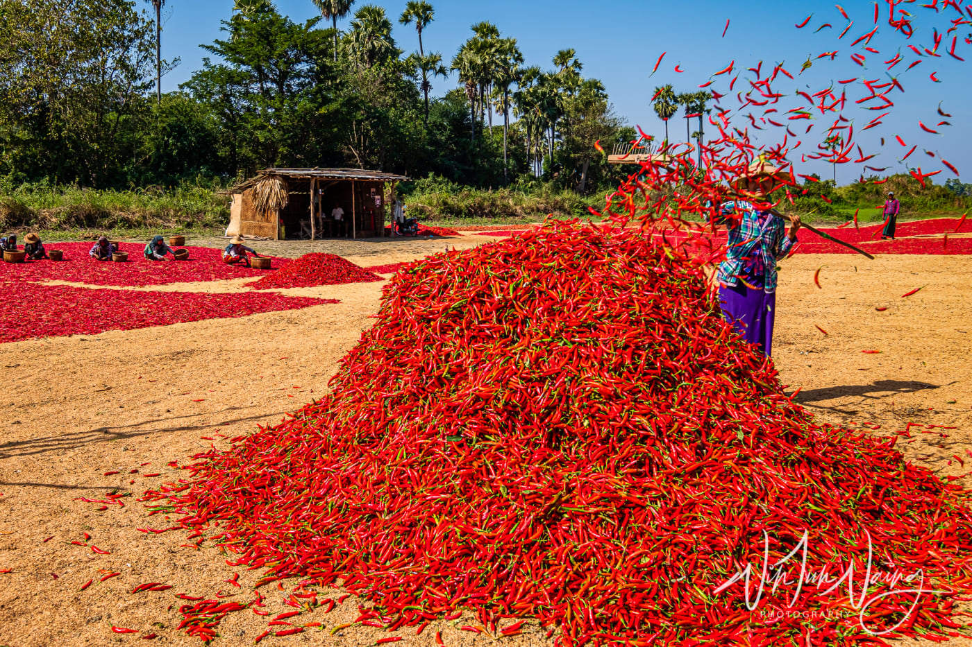 Red Chillies — View 04